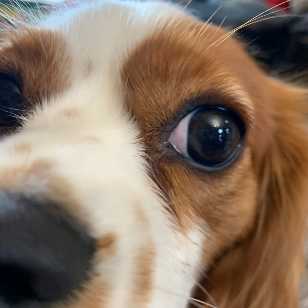 Meet your Posher, Courtney